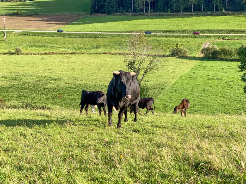 Wagyu-Rinder auf der Weide