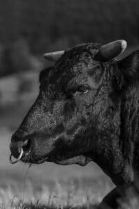 Deutsches Wagyu