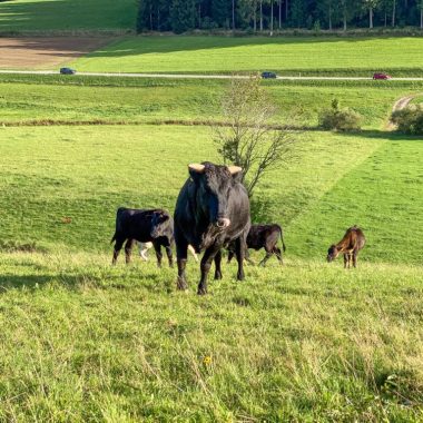Wagyu-Rinder auf der Weide